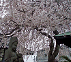 通安寺の桜＠西桜町(by門田)