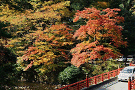 天神峡の紅葉(by安井)