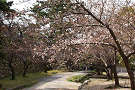 3月23日福山城跡公園(by安井)