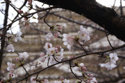 3月23日福山城跡公園(by安井)