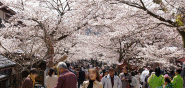 4月24日凱旋桜＠新庄村(by安井)