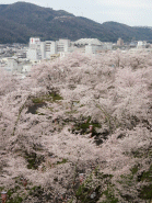 鶴山公園2（津山城址）(by安井)
