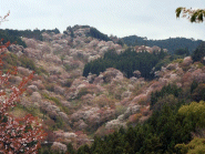 吉野千本桜_一目千本(by安井)